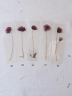Marque-page transparent avec coquelicot pressé (18 x 4 cm) – Marque-page en fleurs séchées