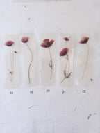 Marque-page transparent avec coquelicot pressé (18 x 4 cm) – Marque-page en fleurs séchées
