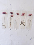 Marque-page transparent avec coquelicot pressé (18 x 4 cm) – Marque-page en fleurs séchées