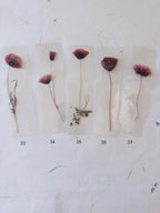 Marque-page transparent avec coquelicot pressé (18 x 4 cm) – Marque-page en fleurs séchées